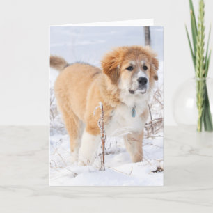 Cartão De Festividades Great Pyrenees Puppy in the Snow