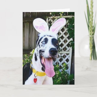 Cartão De Festividades Greeting Cards by Dozer the Therapy Dog