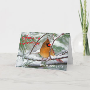Cartão De Festividades Greetings - Northern Cardinal in Snowy Pine Tree