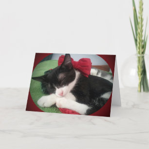 Cartão De Festividades Greyfoot Cat Rescue Black & White Holiday Card