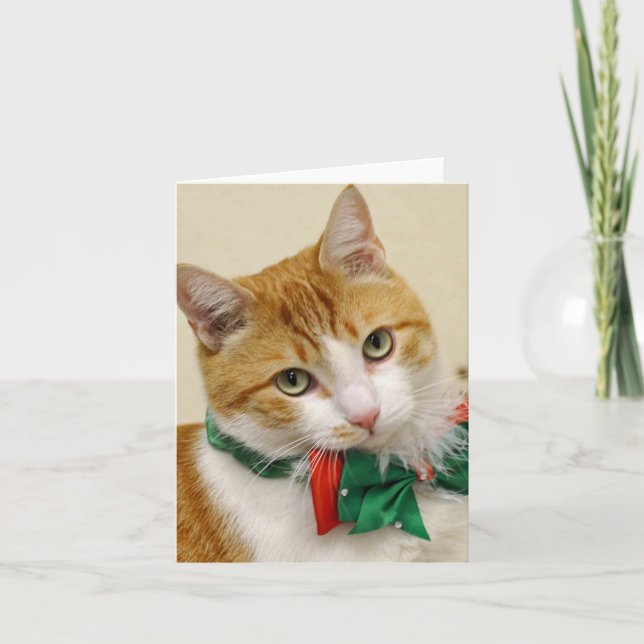 Cartão De Festividades Greyfoot Cat Rescue Tabby Christmas Greeting Card (Frente)