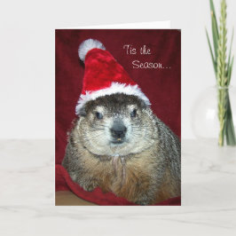 Cartão De Festividades Groundhog Clara Holiday Greeting Card