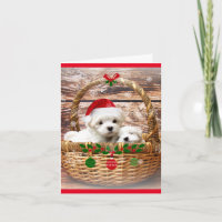 Happy Holidays: Maltese Puppies