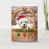 Happy Holidays: Maltese Puppies