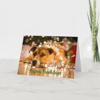Cartão De Festividades Happy Pawlidays Card