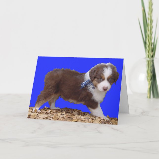 Cartão De Festividades Happy Valentine's Day Aussie (Frente)