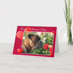 Cartão De Festividades Happy Valentine's Day Boxer Dog greeting card