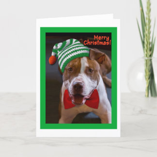 Cartão De Festividades Have a Pit Bull Christmas