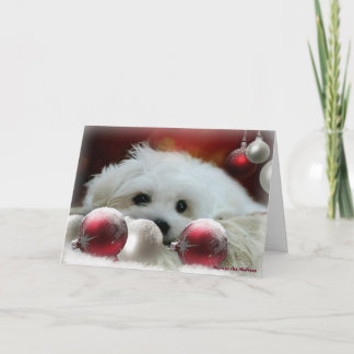 Cartão De Festividades Hermes the Maltese Christmas Greeting Card