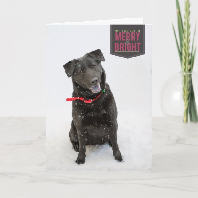 Cartão De Festividades Holiday Cards (Frente)