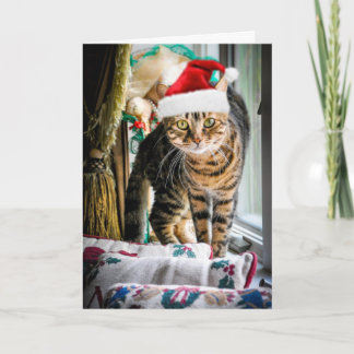 Cartão De Festividades Holiday Cat Greeting Card