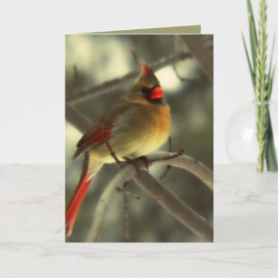Cartão De Festividades Holiday Female Cardinal