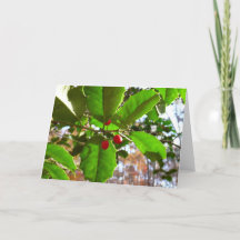 Holly Sai do Feriado II Botânico