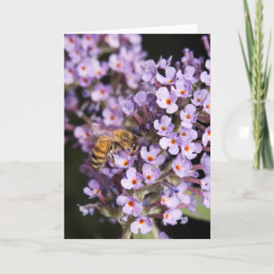 Cartão De Festividades HoneyBee on a Butterfly Bush Valentine