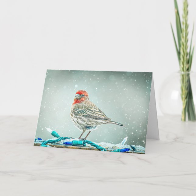 Cartão De Festividades House Finch Christmas Card (Frente)