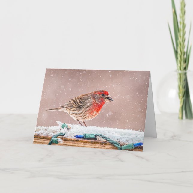 Cartão De Festividades House finch with seed Christmas Card (Frente)