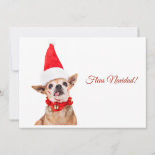 Cartão De Festividades Humorístico   chihuahua engraçado   único & incomu