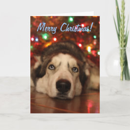 Cartão De Festividades Husky Christmas Greeting Card