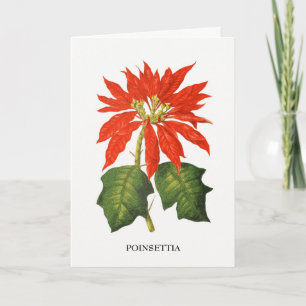 Cartão De Festividades Impressão Botânica de Poinsettia