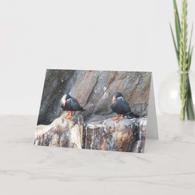 Cartão De Festividades Inca terns (Frente)
