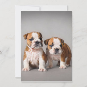 Cartão De Festividades Inglês Buldopies   Cachorro-Casal