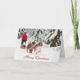 Cartão De Festividades Irish Setter Sleddog Christmas Card