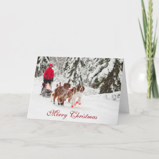 Cartão De Festividades Irish Setter Sleddog Christmas Card