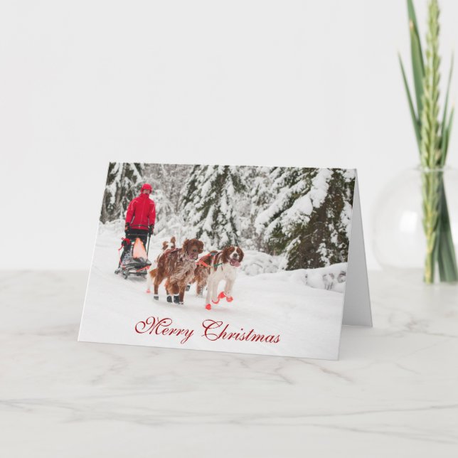 Cartão De Festividades Irish Setter Sleddog Christmas Card (Frente)