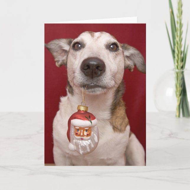 Cartão De Festividades Jack Russell Terrier Holding Christmas Ornament (Frente)