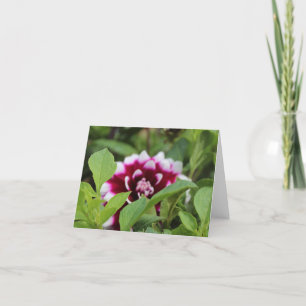 Cartão De Festividades Jardim Rosa Daliha Dia das Mães