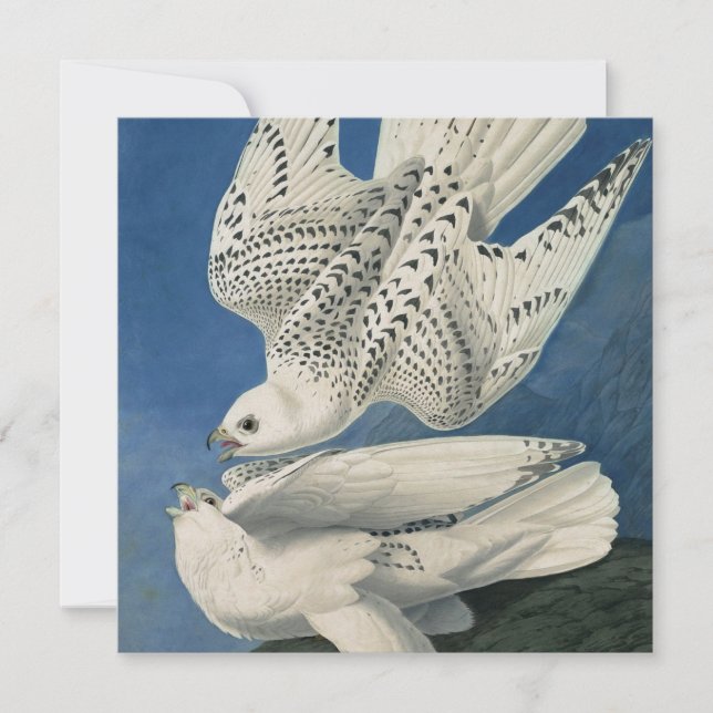 Cartão De Festividades John James Audubon - Gyrfalcon (Frente)