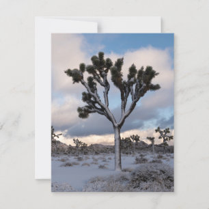 Cartão De Festividades Joshua Tree Snowy Morning #2