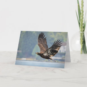 Cartão De Festividades Juvenile Bald Eagle Acima do Vazio do Lago Washing