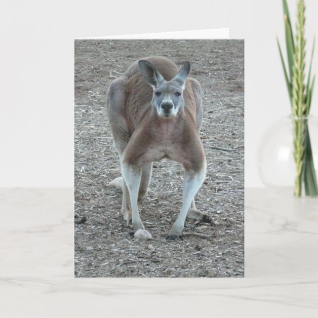 Cartão De Festividades Kangaroo Christmas (Frente)