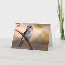 Kingfisher de Woodland, Botsuana