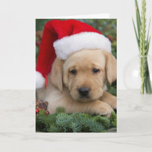 Cartão De Festividades Labrador Retriever Puppy Com Papai Noel