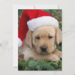 Cartão De Festividades Labrador Retriever Puppy Com Papai Noel
