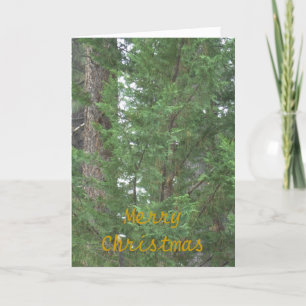 Cartão De Festividades Lake Tahoe Christmas Collection Card