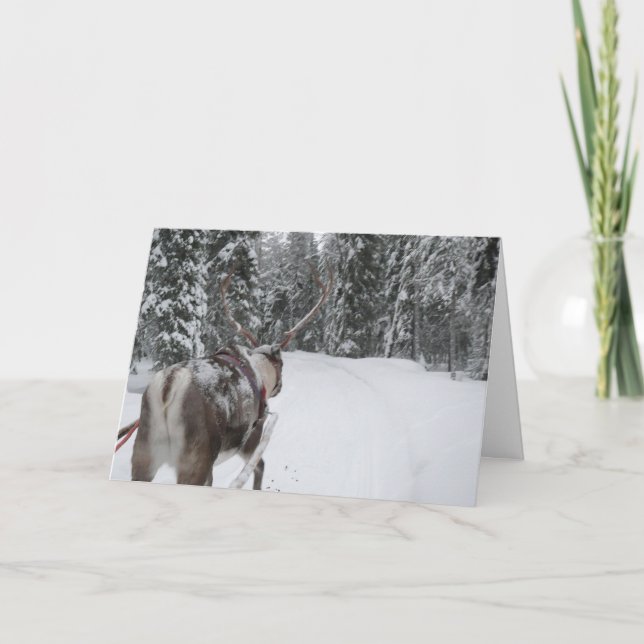 Cartão De Festividades Lapland reindeer Christmas Card holidays card (Frente)