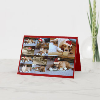 Cartão De Festividades laura dogs