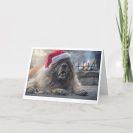 Cartão De Festividades Leonberger Santa