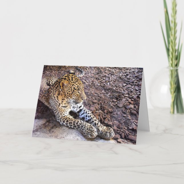 Cartão De Festividades Leopardo em repouso (Frente)