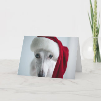Cartão De Festividades Lily The Whippet Holiday Card