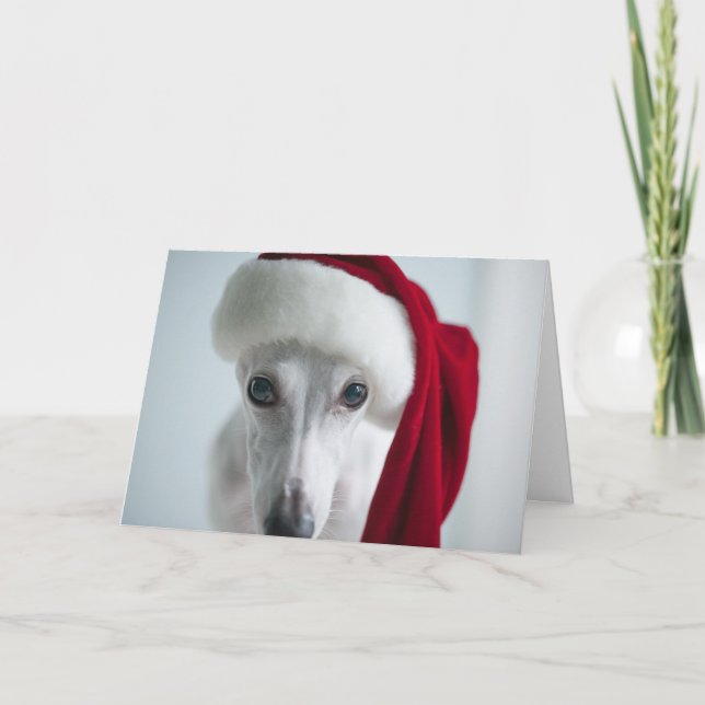 Cartão De Festividades Lily The Whippet Holiday Card (Frente)