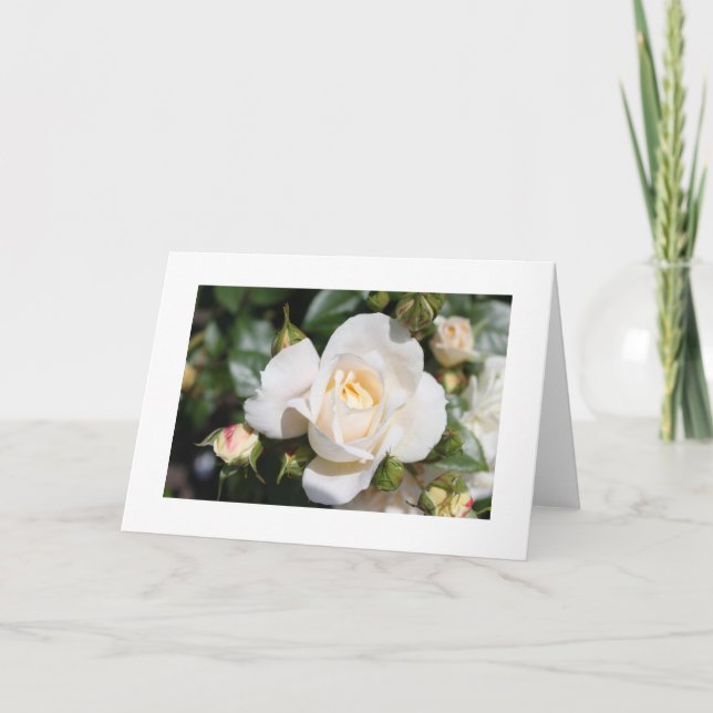 Cartão De Festividades linda flor branca de rosa. amor e romance (Frente)