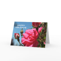 Lindas flores rosas rosa felizes feriados