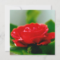 Lindas gotas de orvalho da manhã na rosa vermelha