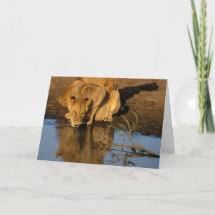 Cartão De Festividades Lions & cubs