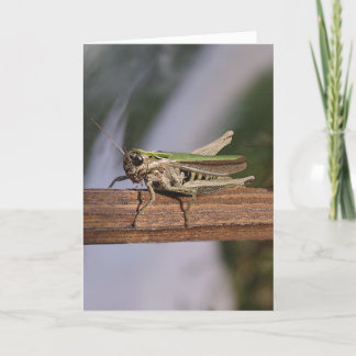 Cartão De Festividades Little Green Grasshopper Christmas Birthday