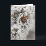 Cartão De Festividades Lodgepole Pine cone in winter in Yellowstone<br><div class="desc">Lodgepole Pine cone in winter in Yellowstone National Park � Chuck Haney / superstock.com</div>